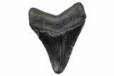 Fossil Megalodon Tooth - South Carolina #341483-1